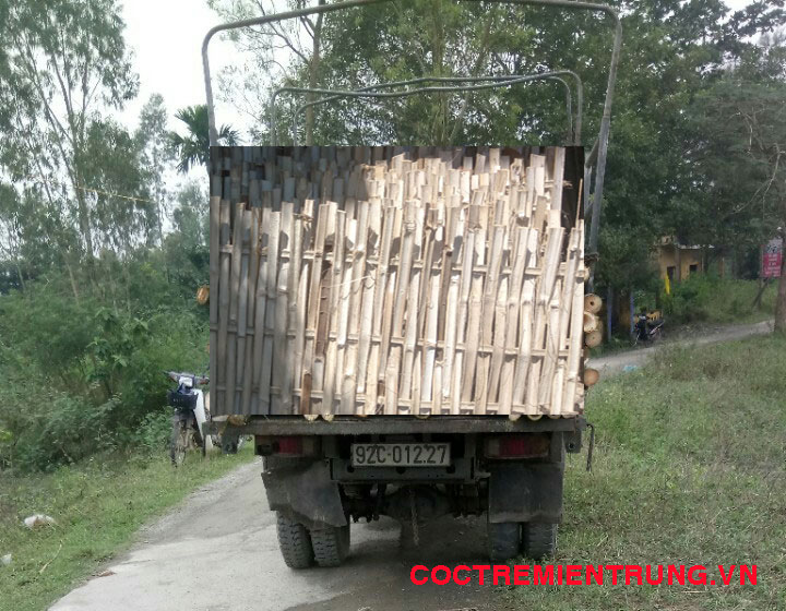 PHÂN PHỐI MÀNH TRE